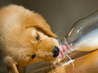 Can Dogs Drink Milk