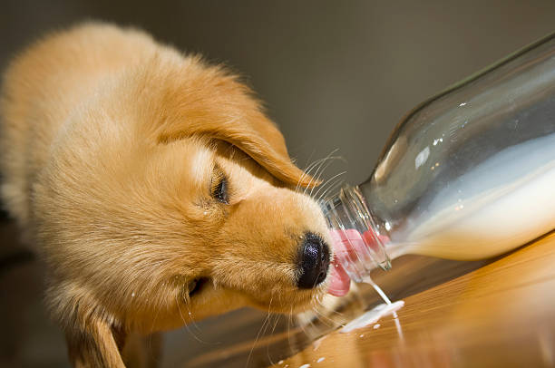 Can Dogs Drink Milk